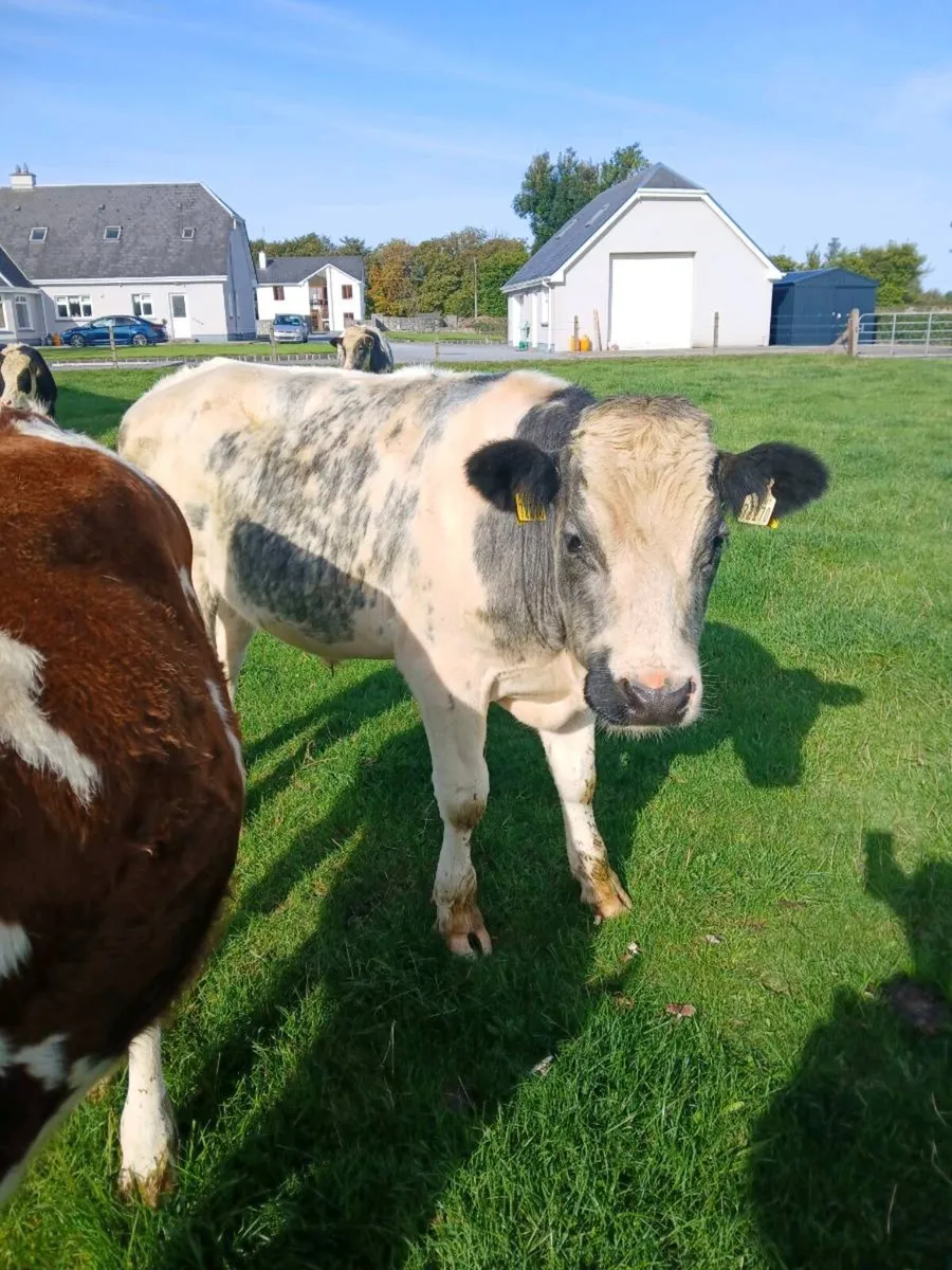 Bullocks - Image 4