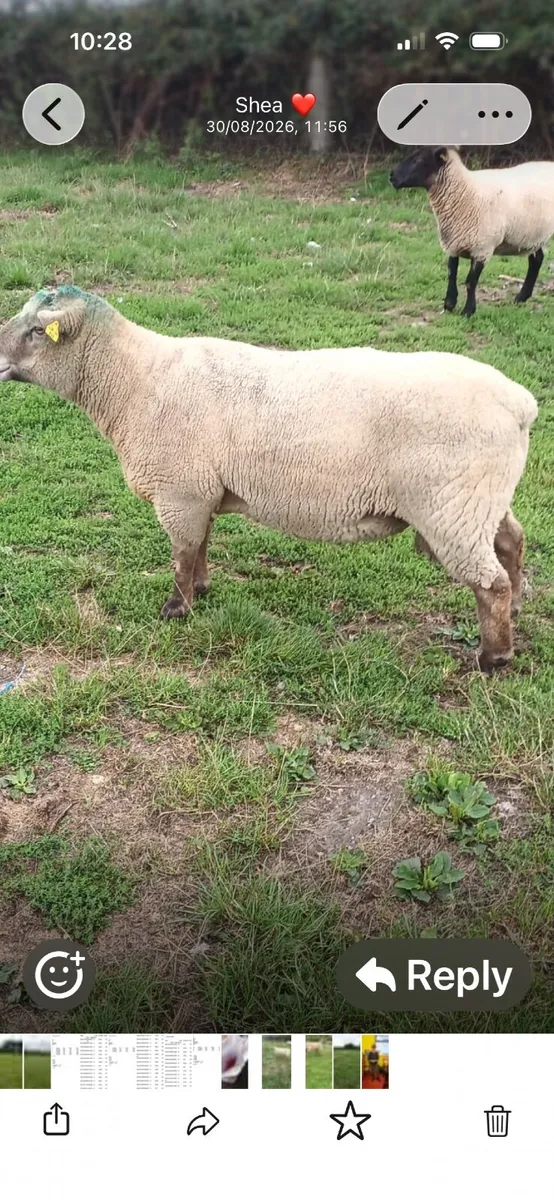 Vendeen Rams - Image 1