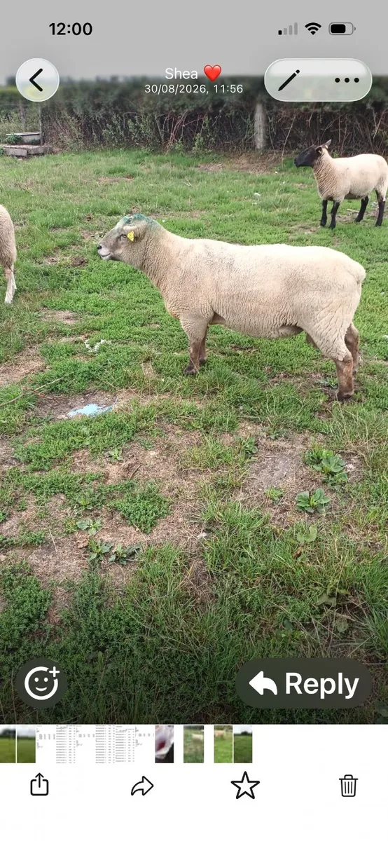 Vendeen Rams - Image 3