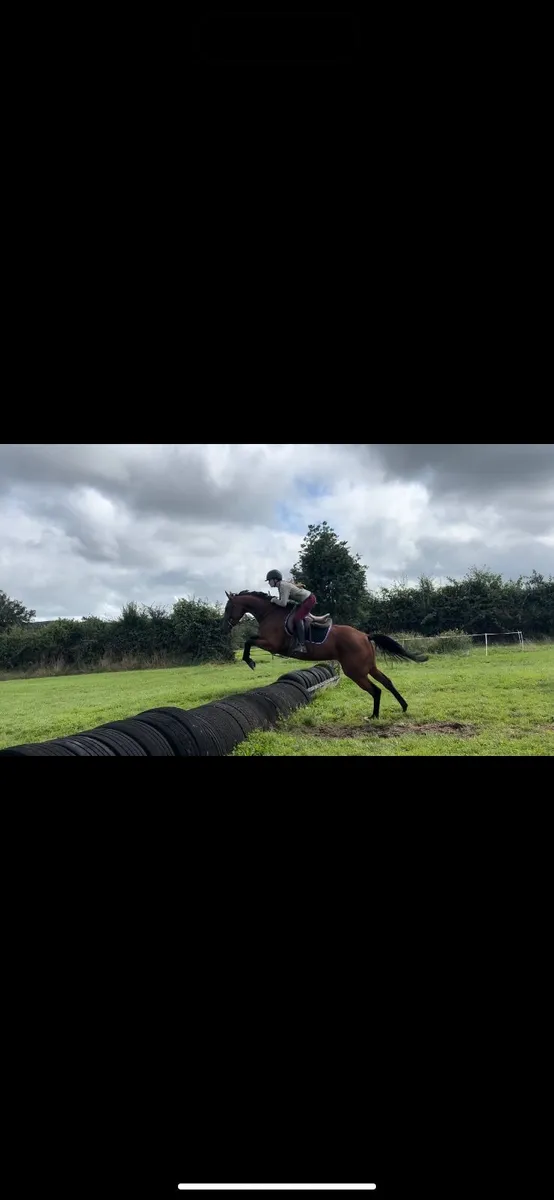 Talented mare by Newmarket venture - Image 2