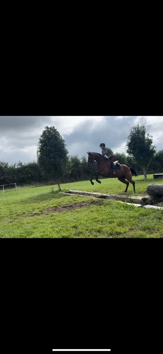 Talented mare by Newmarket venture - Image 3