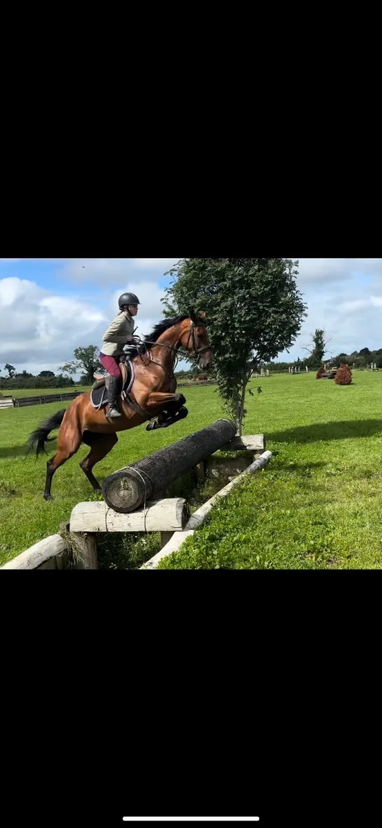 Talented mare by Newmarket venture - Image 4