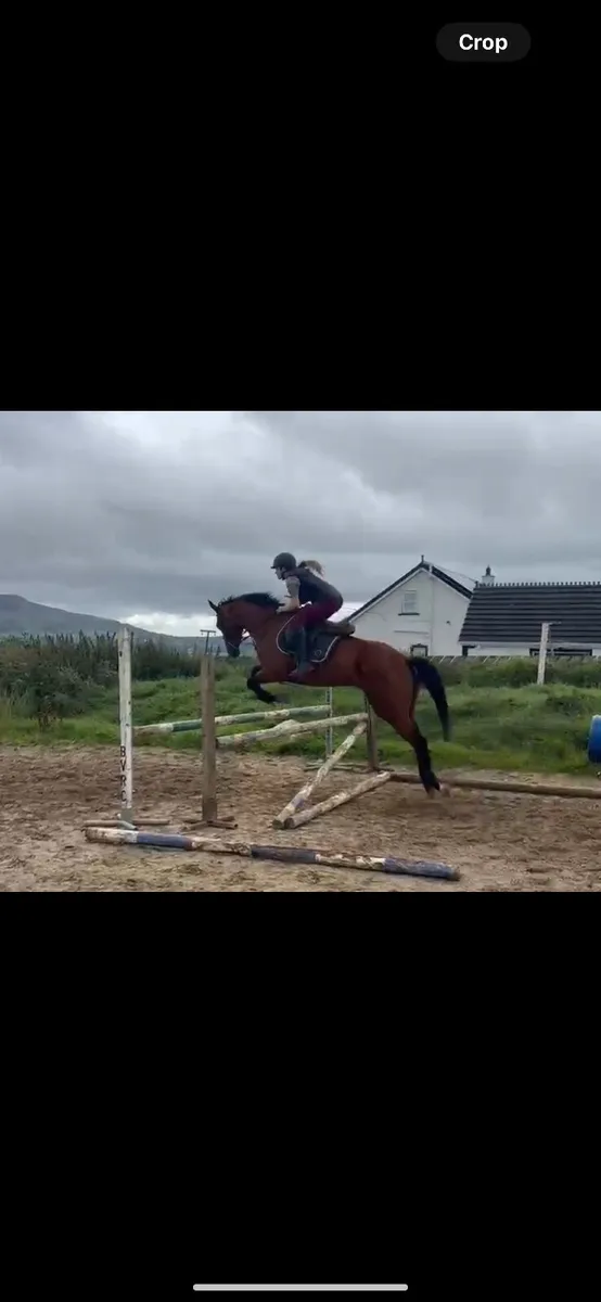 Talented mare by Newmarket venture - Image 1
