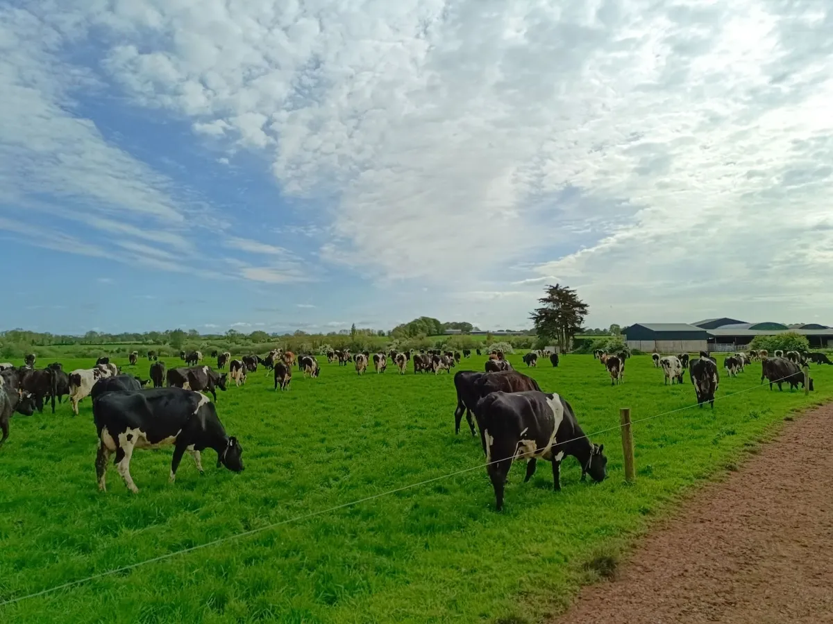 Empty Cows - Image 1