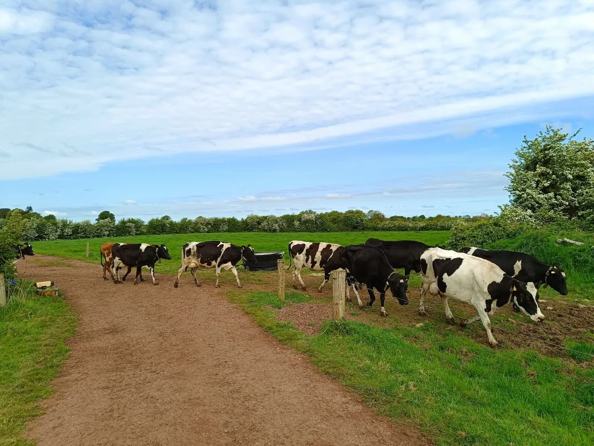 Empty Cows - Image 2