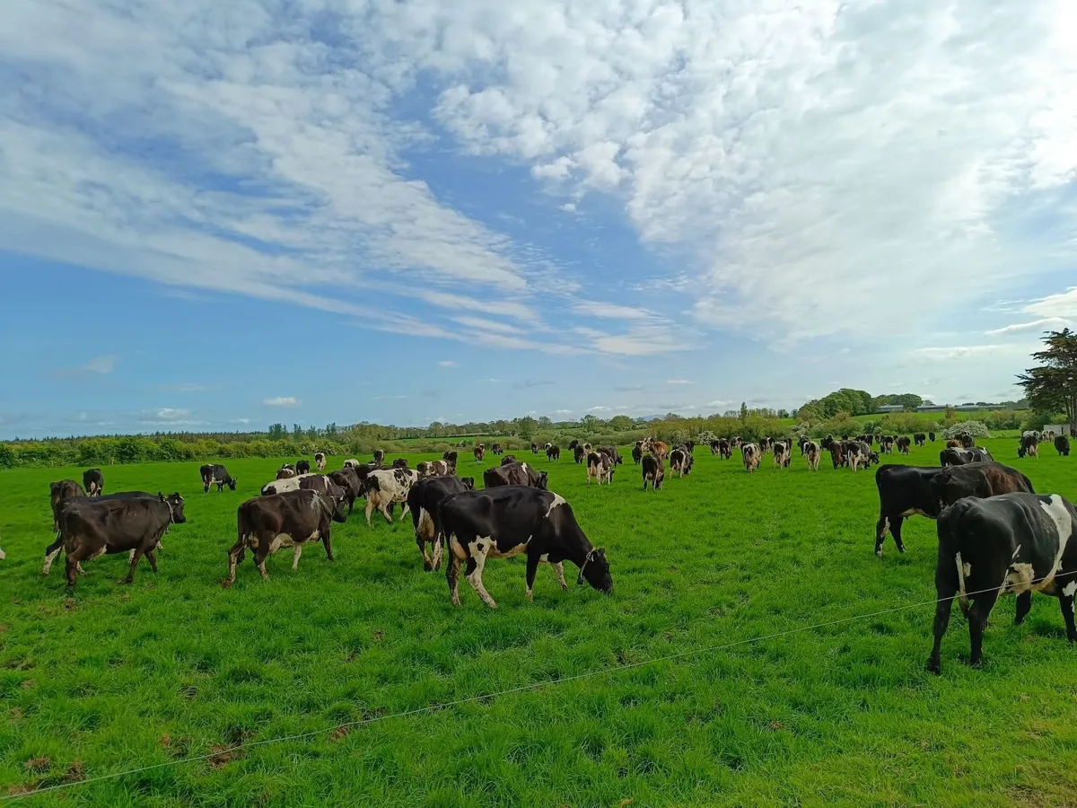 Empty Cows - Image 3
