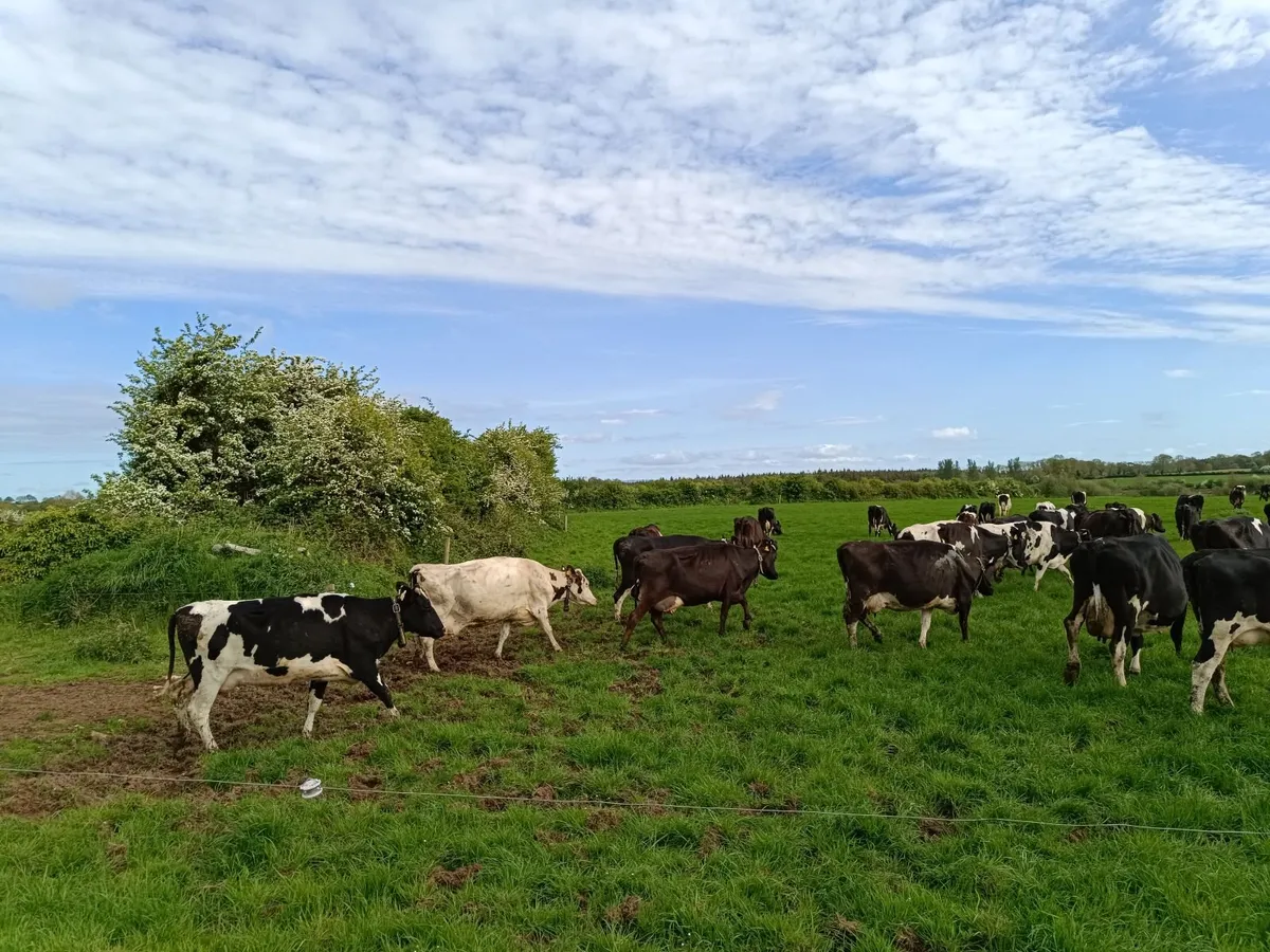 Empty Cows - Image 4