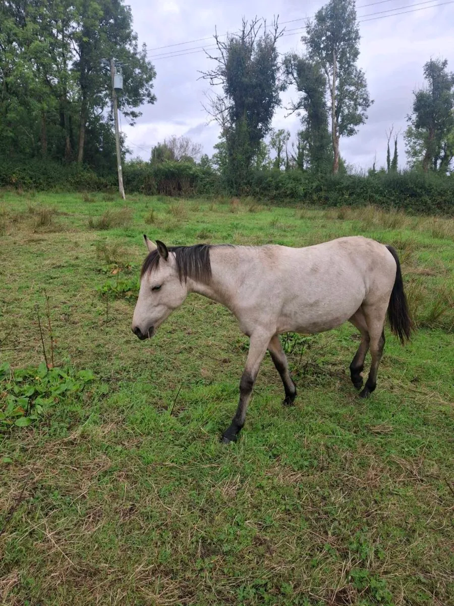 Well bred Connemara Geldings - Image 3