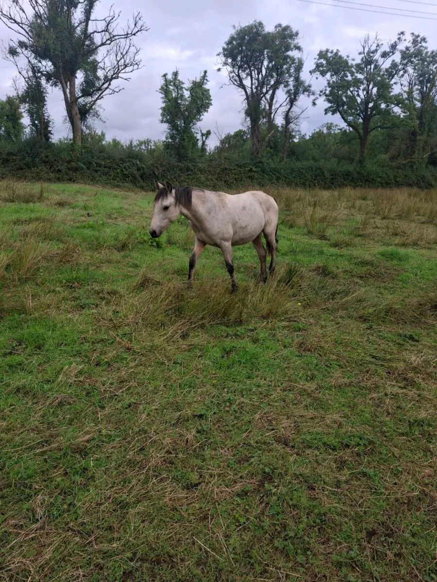Well bred Connemara Geldings - Image 1