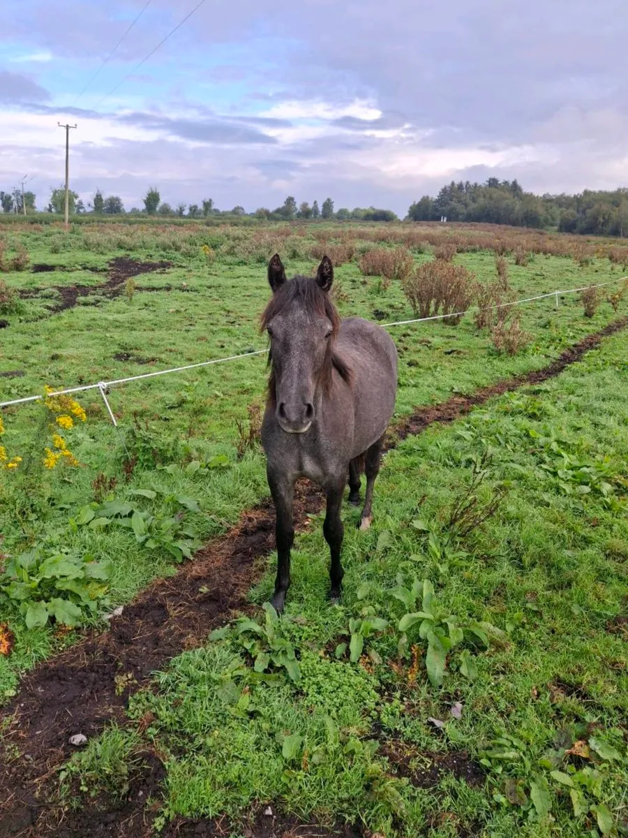 Well bred Connemara Geldings - Image 4