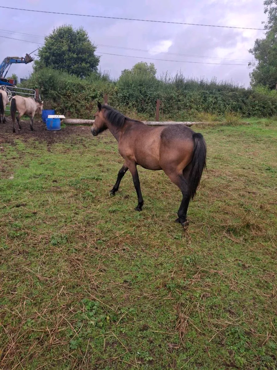Well bred Connemara Geldings - Image 2