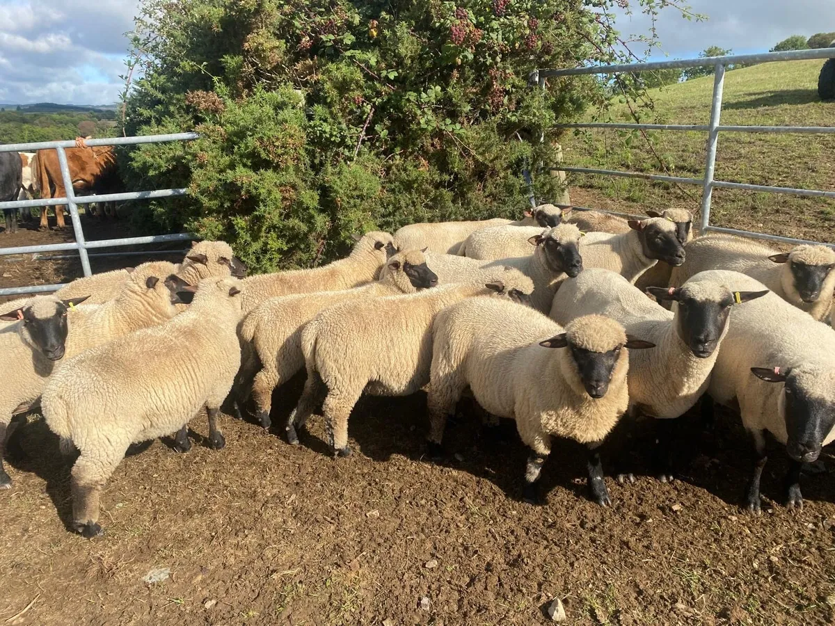 Sheep - Image 1