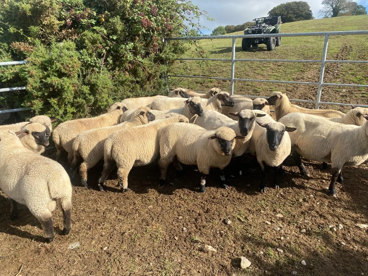 Sheep - Image 2