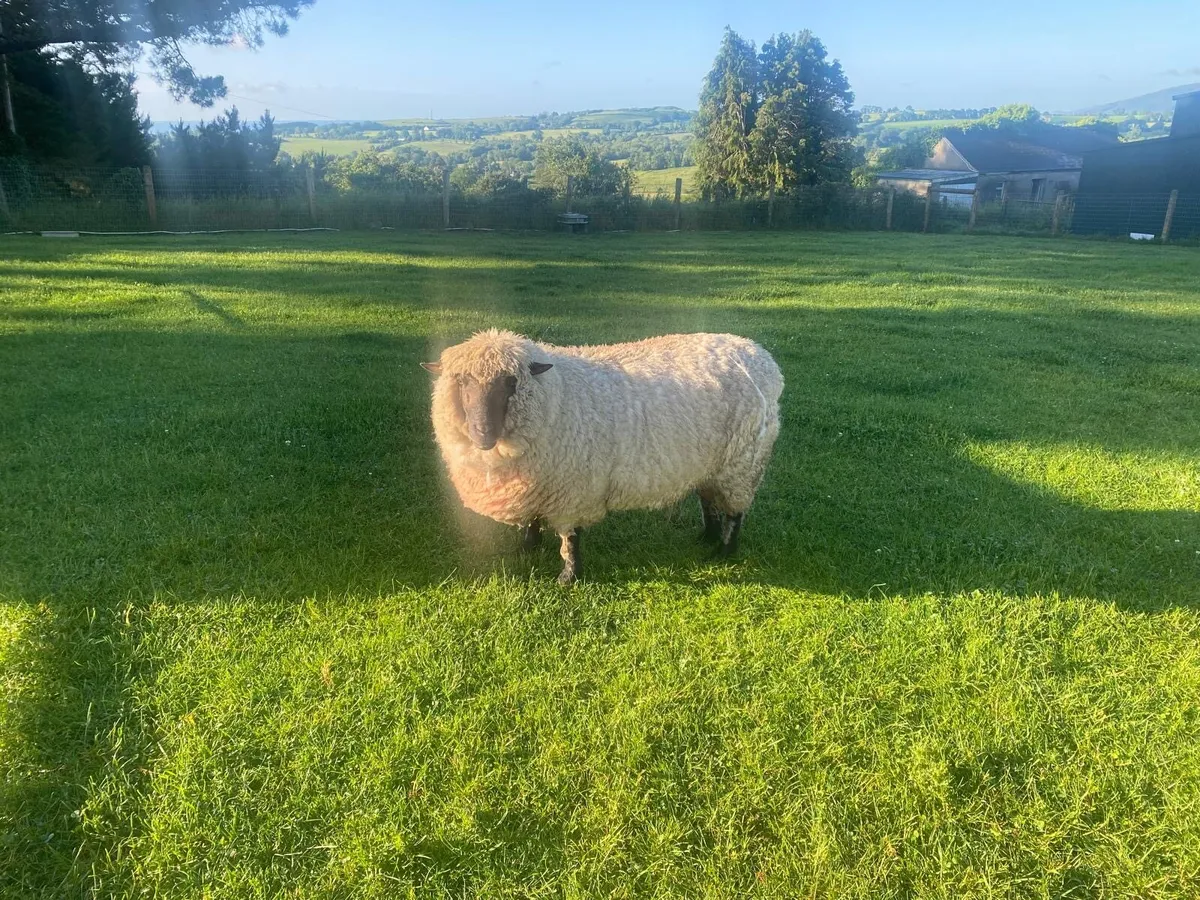 Sheep - Image 3