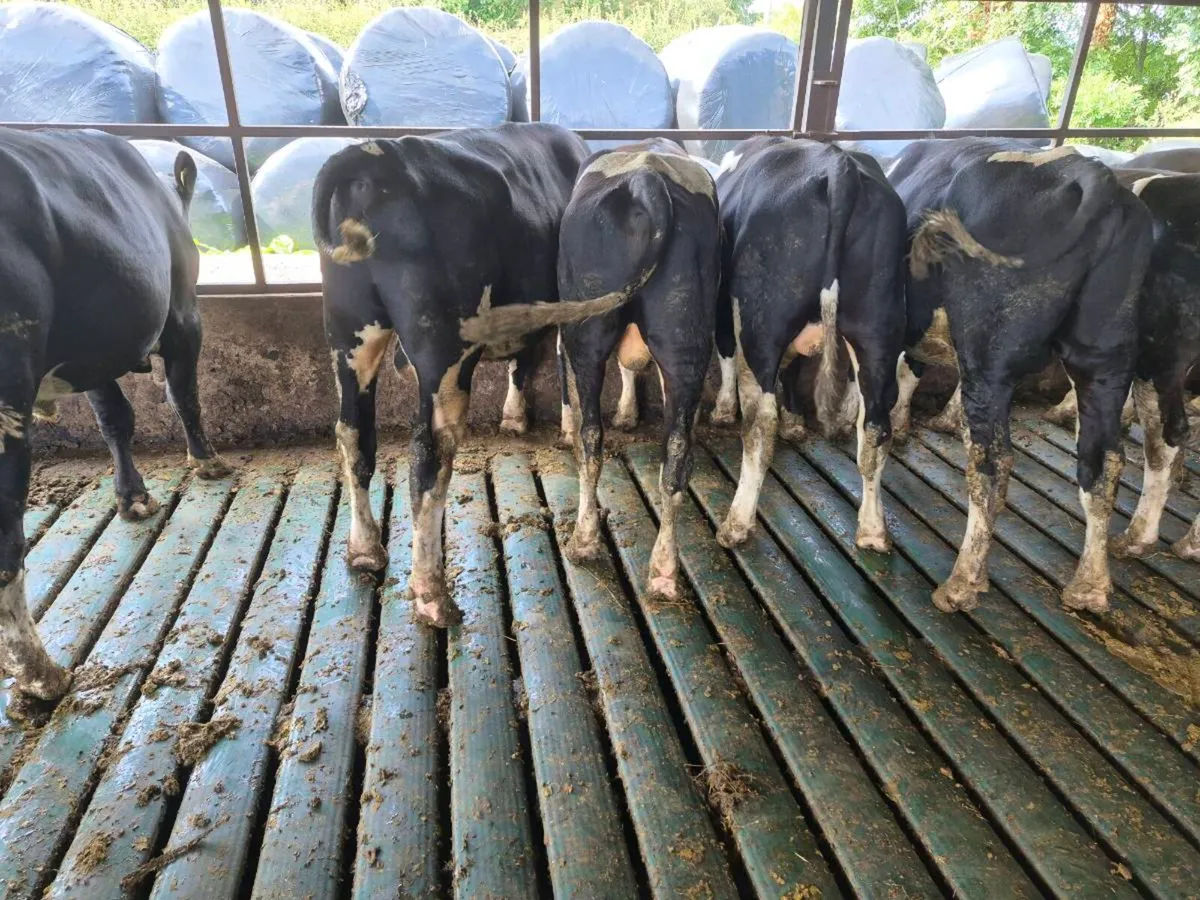 Strong  high ebi pbr Friesian bulls - Image 2