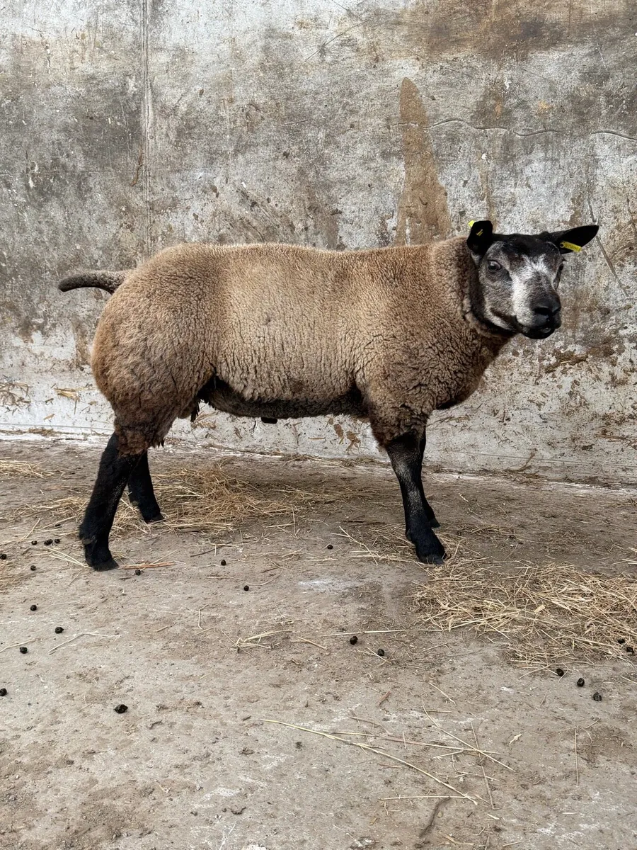 Pedigree Blue Texel Ram lambs - Image 1