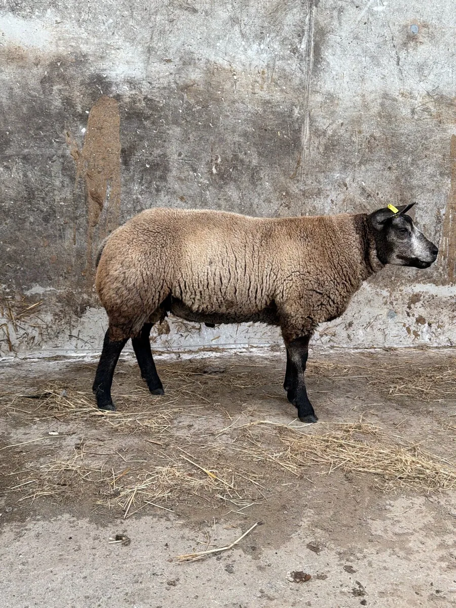 Pedigree Blue Texel Ram lambs - Image 2
