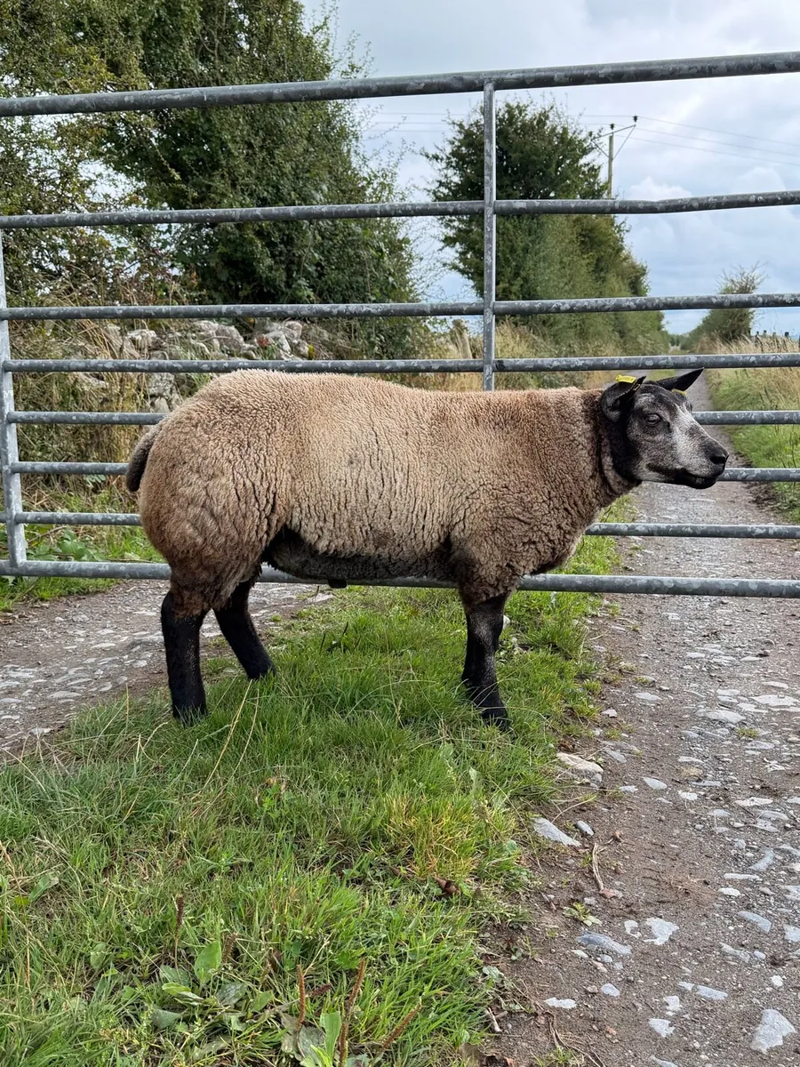 Pedigree Blue Texel Ram lambs - Image 3