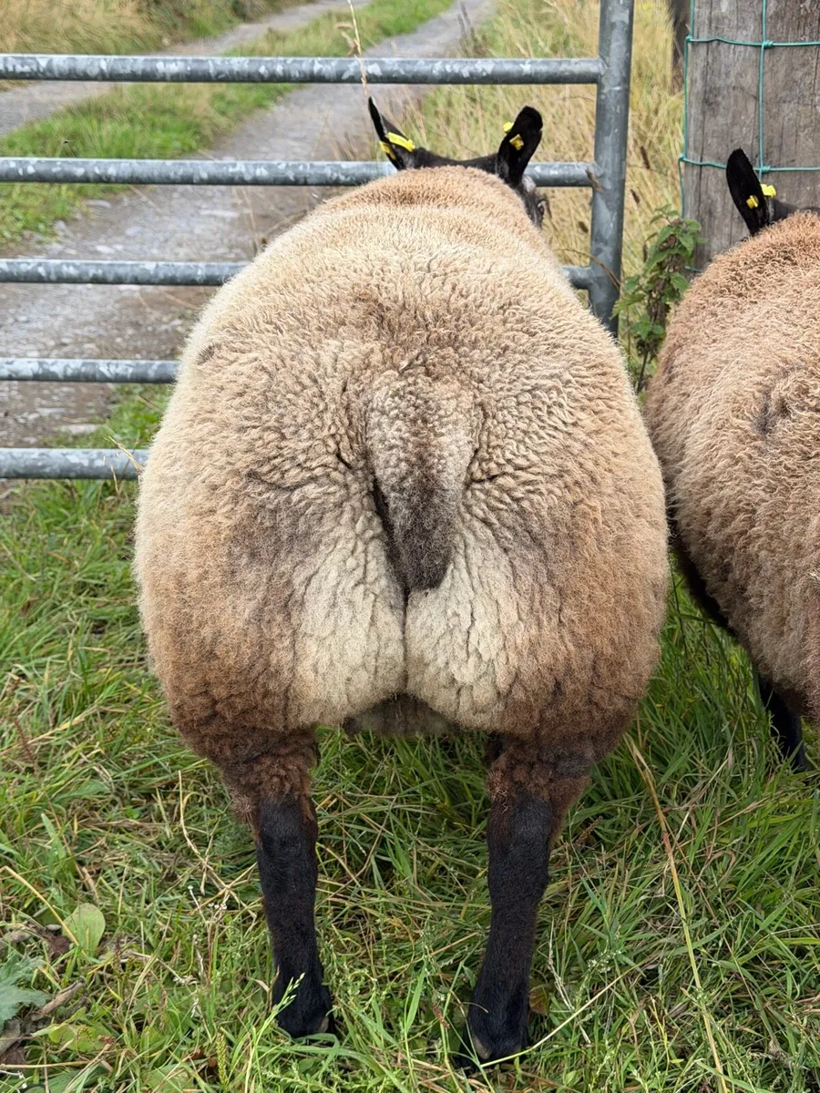 Pedigree Blue Texel Ram lambs - Image 4