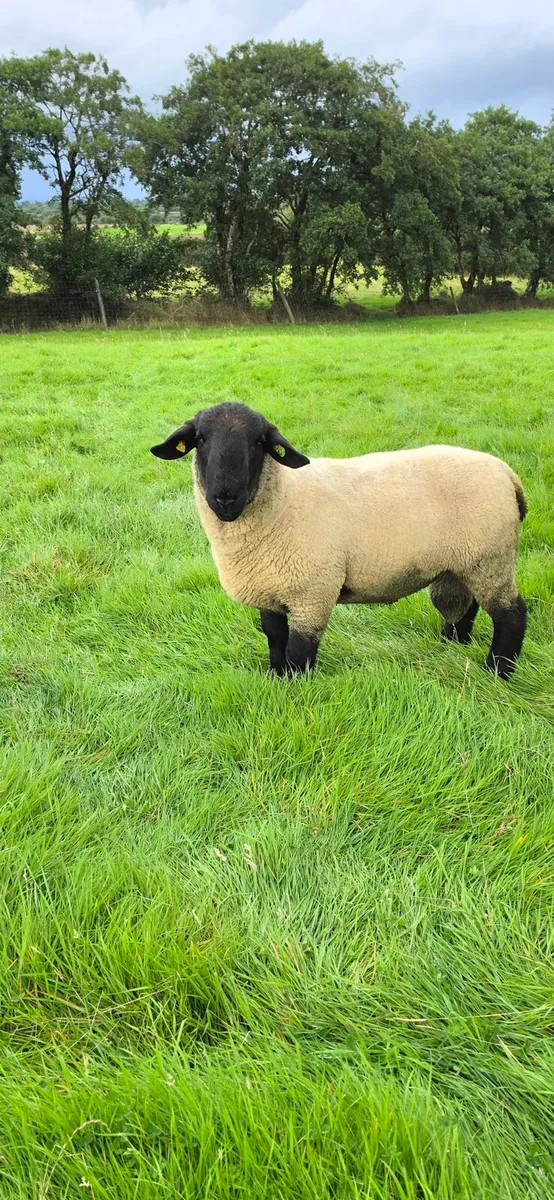 Pedigree Suffolk Hogget Ram - Image 2