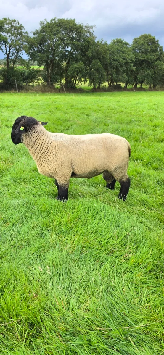 Pedigree Suffolk Hogget Ram - Image 3
