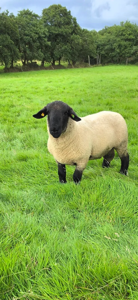 Pedigree Suffolk Hogget Ram - Image 1