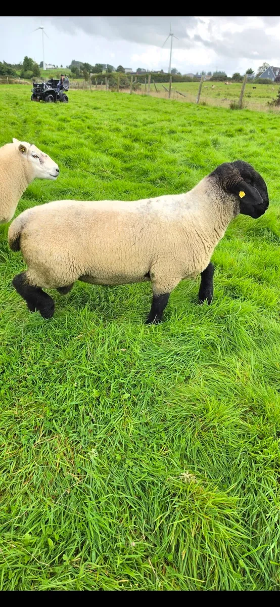 Pedigree Suffolk Hogget Ram - Image 4