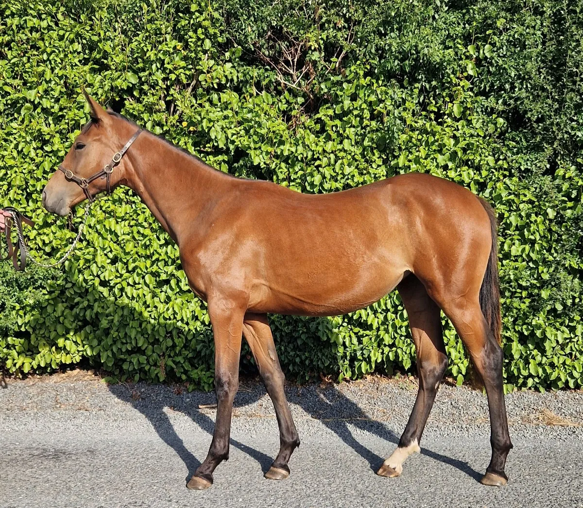 Yearling Filly - Image 3
