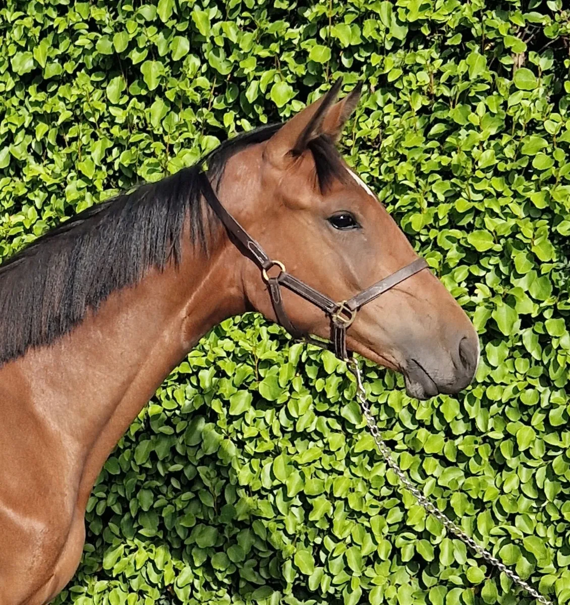 Yearling Filly - Image 1