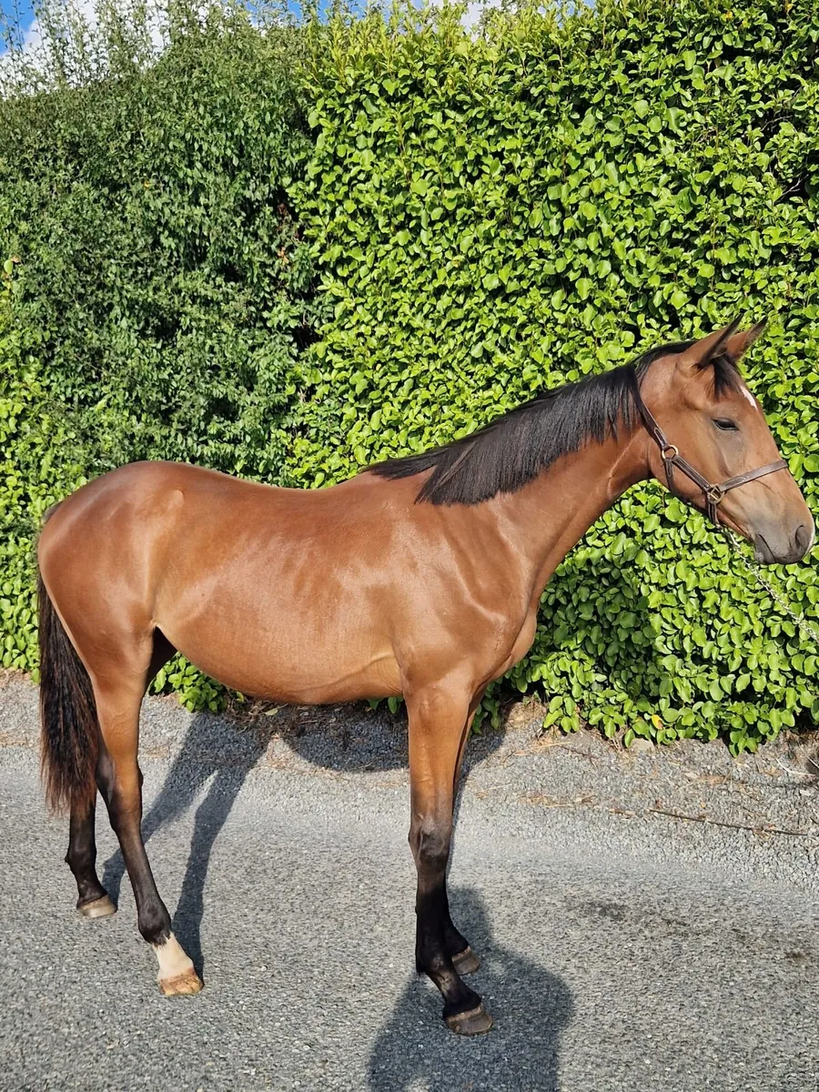 Yearling Filly - Image 4