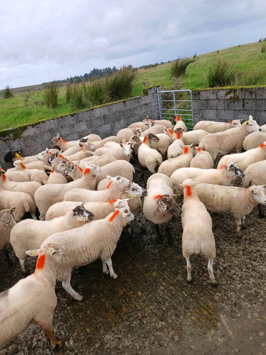 Hoggets - Image 1