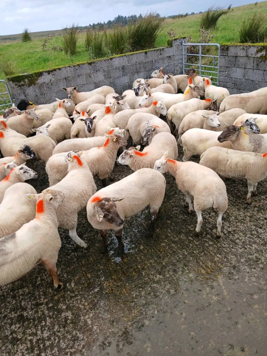 Hoggets - Image 2