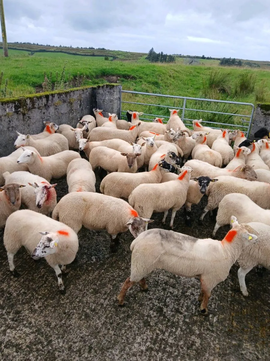 Hoggets - Image 3