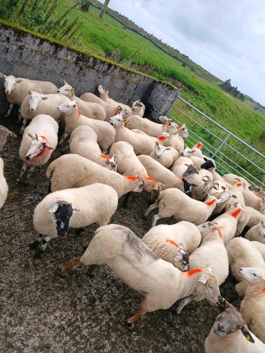 Hoggets - Image 4