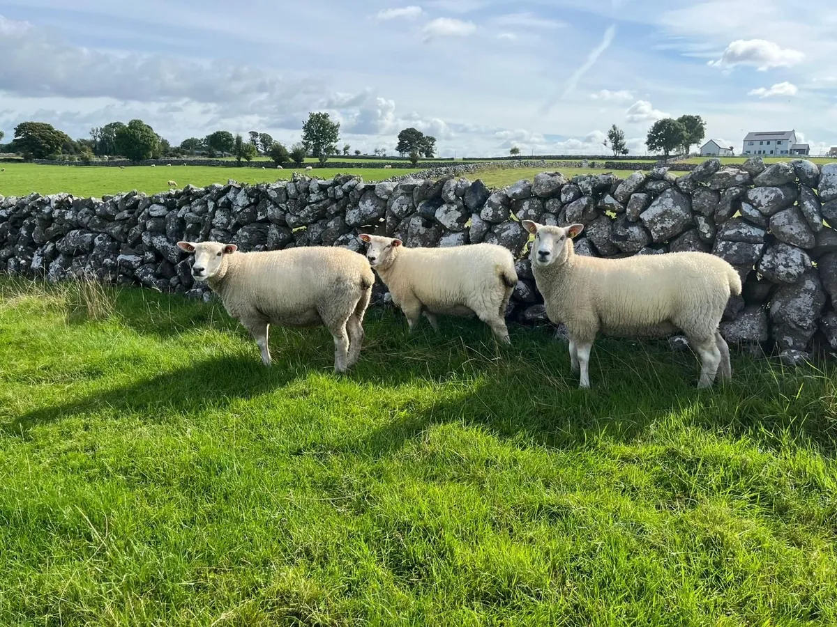 PB Registered Galway Ewes - Image 2