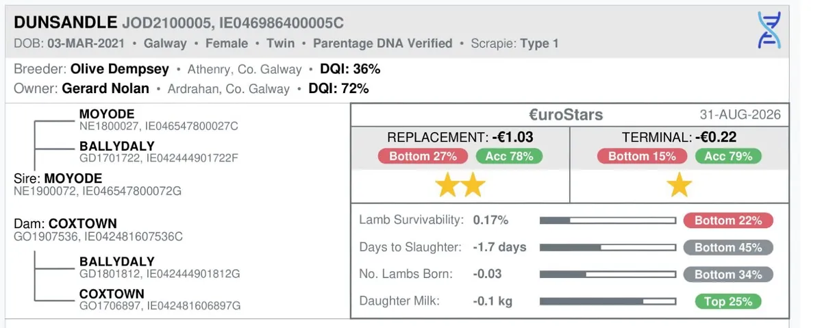 PB Registered Galway Ewes - Image 4