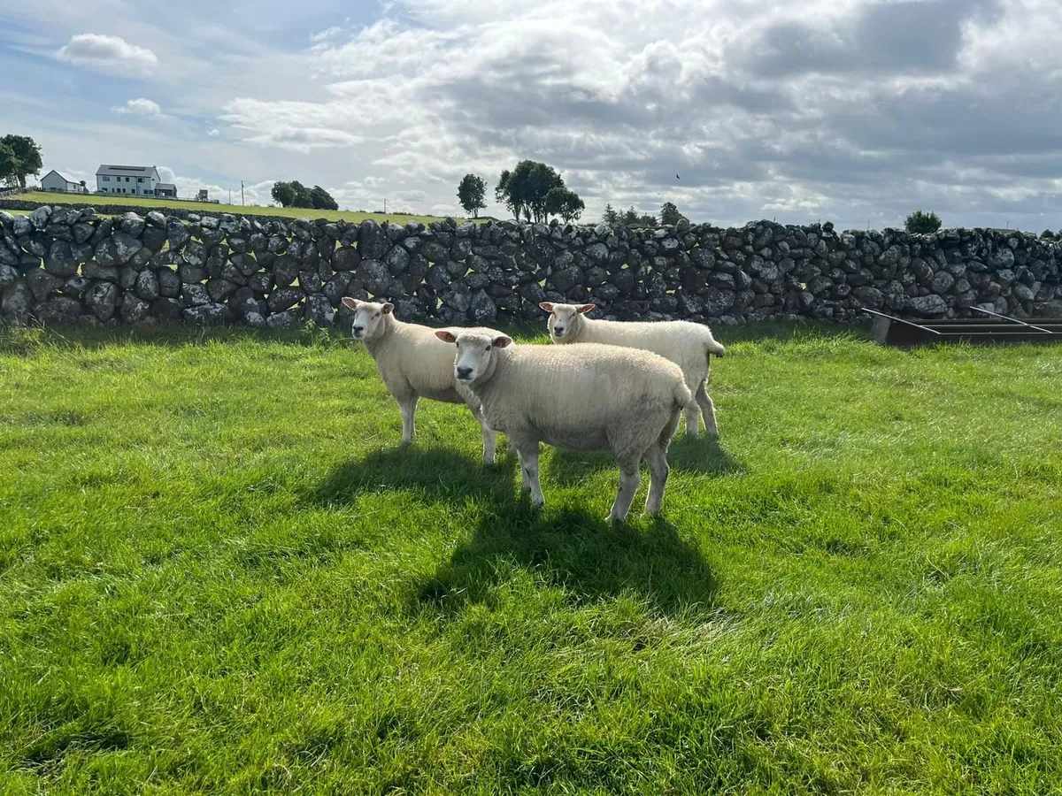 PB Registered Galway Ewes - Image 1