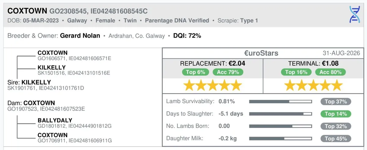 PB Registered Galway Ewes - Image 3