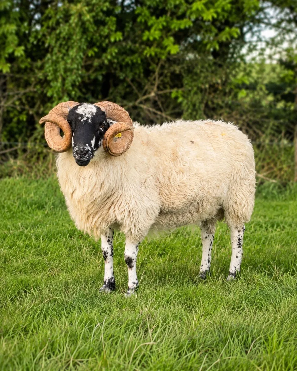 6 Lanark Cross Rams –  4 Hoggets & 2-Year-Olds - Image 3