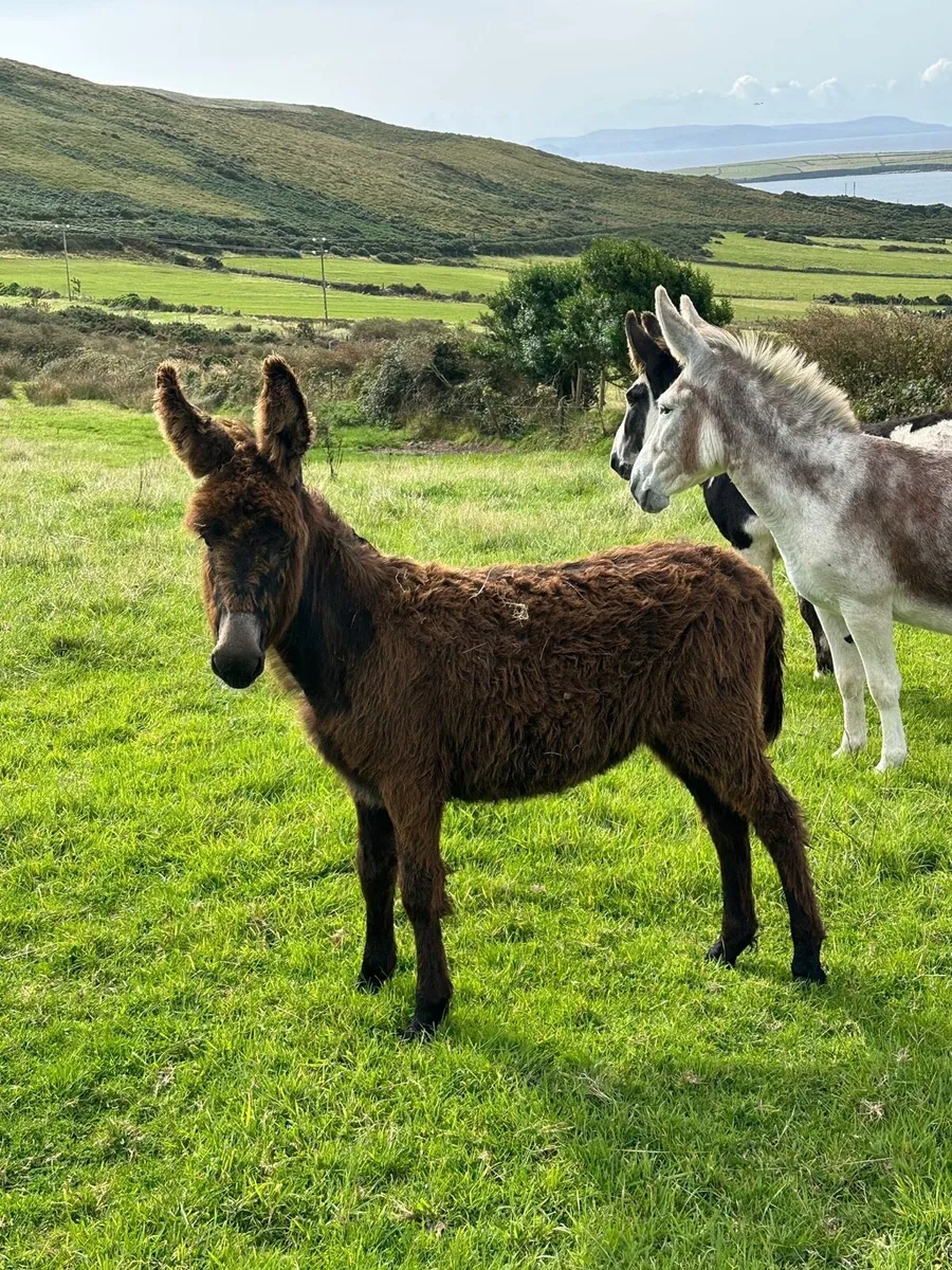 Black Filly Donkey Foal - Image 1