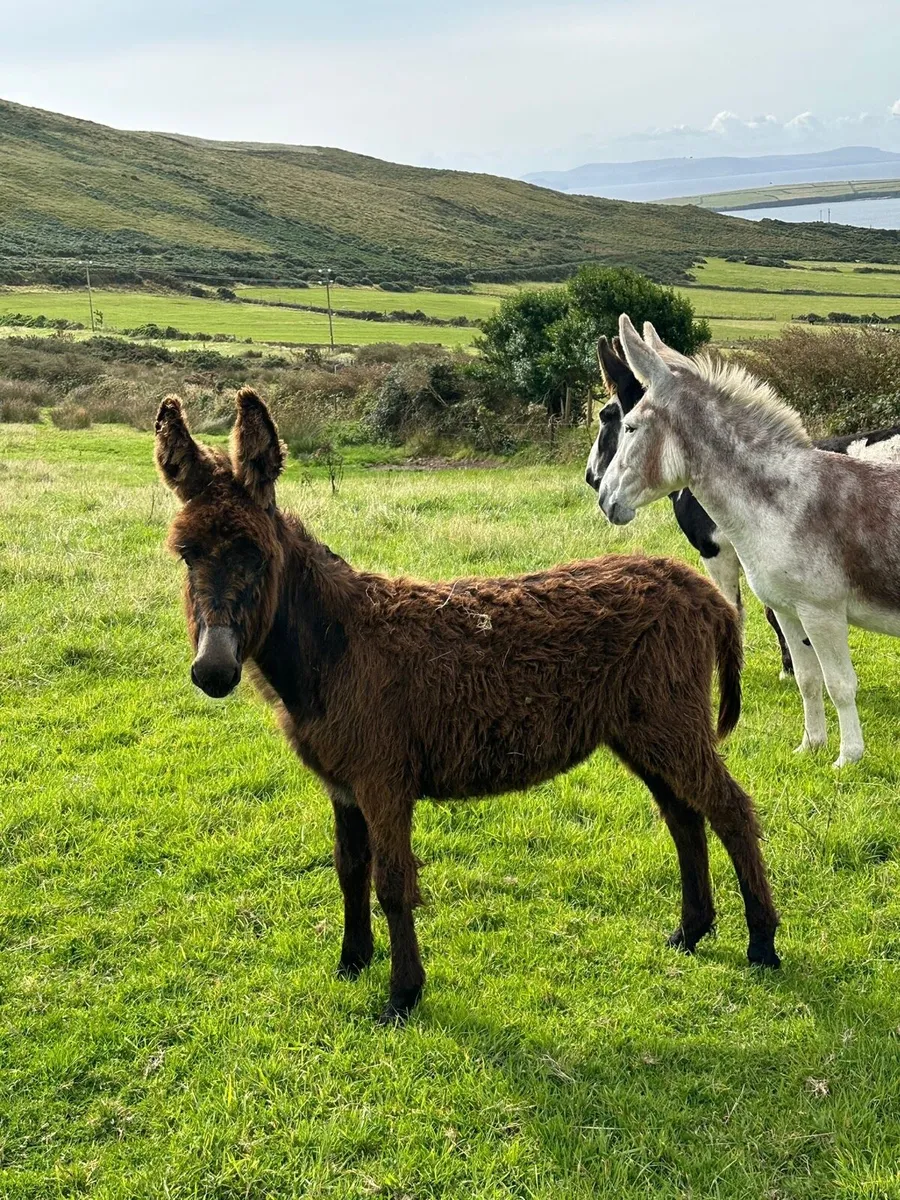 Black Filly Donkey Foal - Image 2