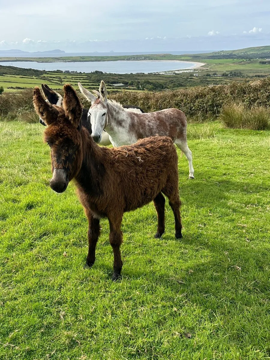 Black Filly Donkey Foal - Image 3