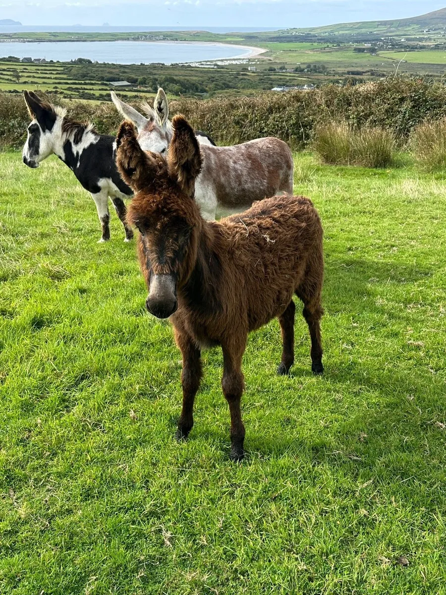 Black Filly Donkey Foal - Image 4