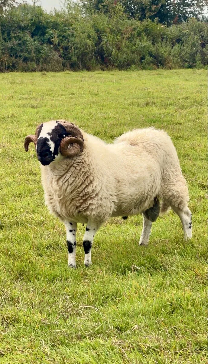 6 Lanark Cross Rams –  4 Hoggets & 2-Year-Olds - Image 4