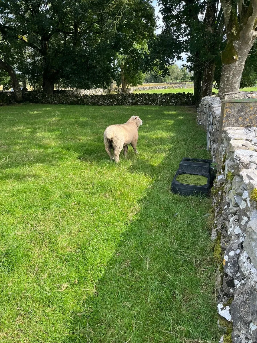 PB Registered Galway Ram Lamb - Image 2