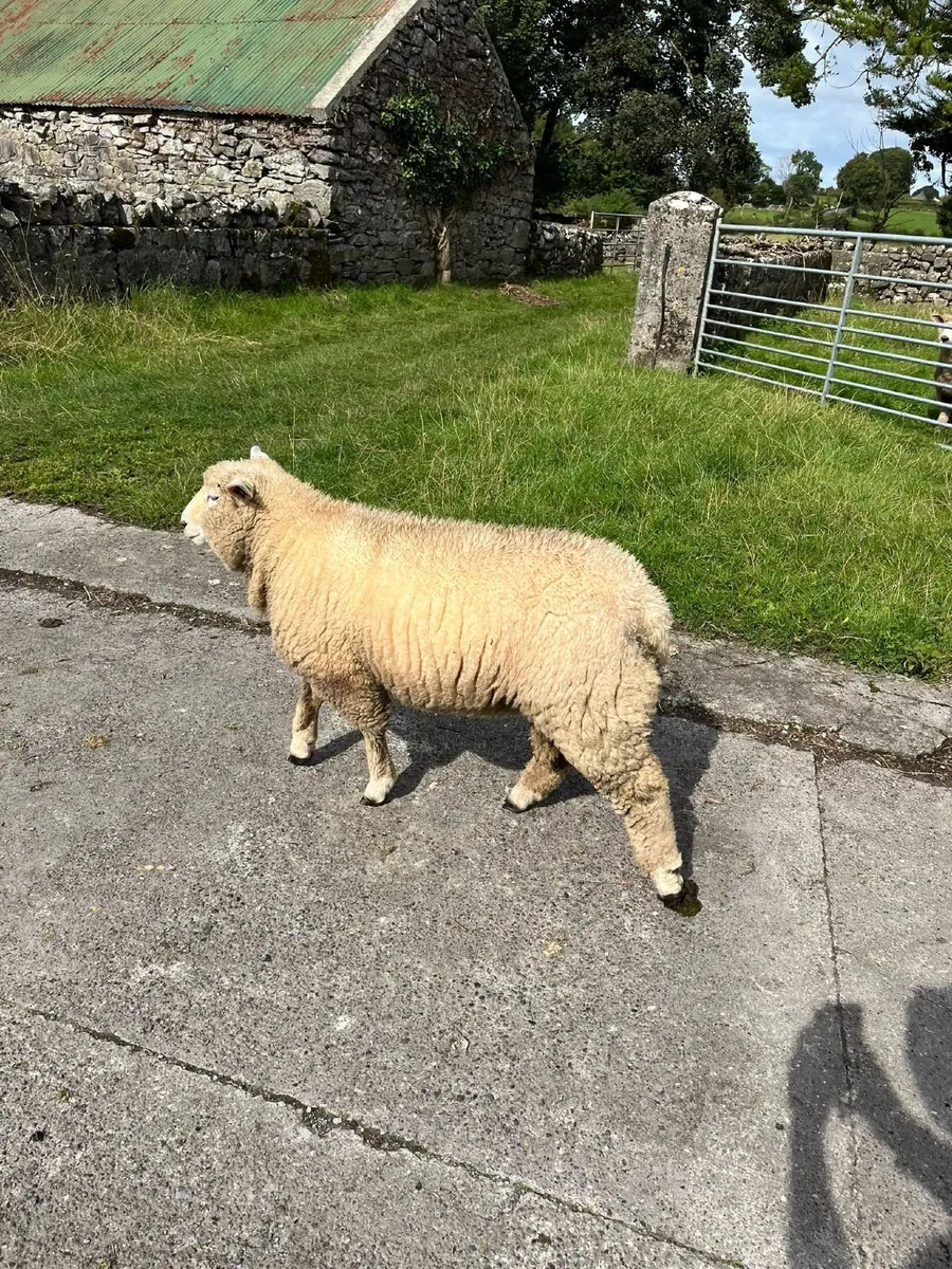 PB Registered Galway Ram Lamb - Image 4