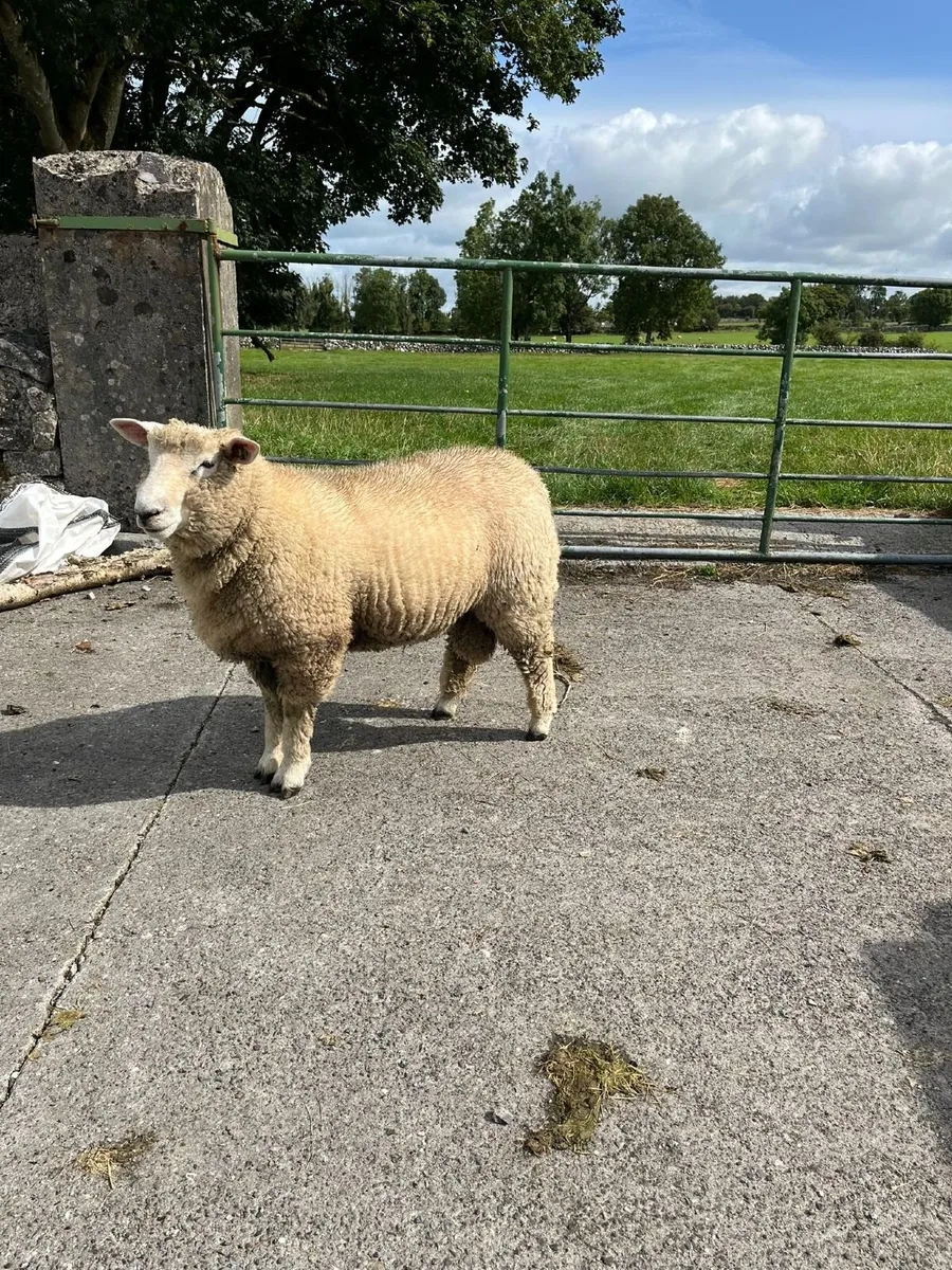 PB Registered Galway Ram Lamb - Image 1