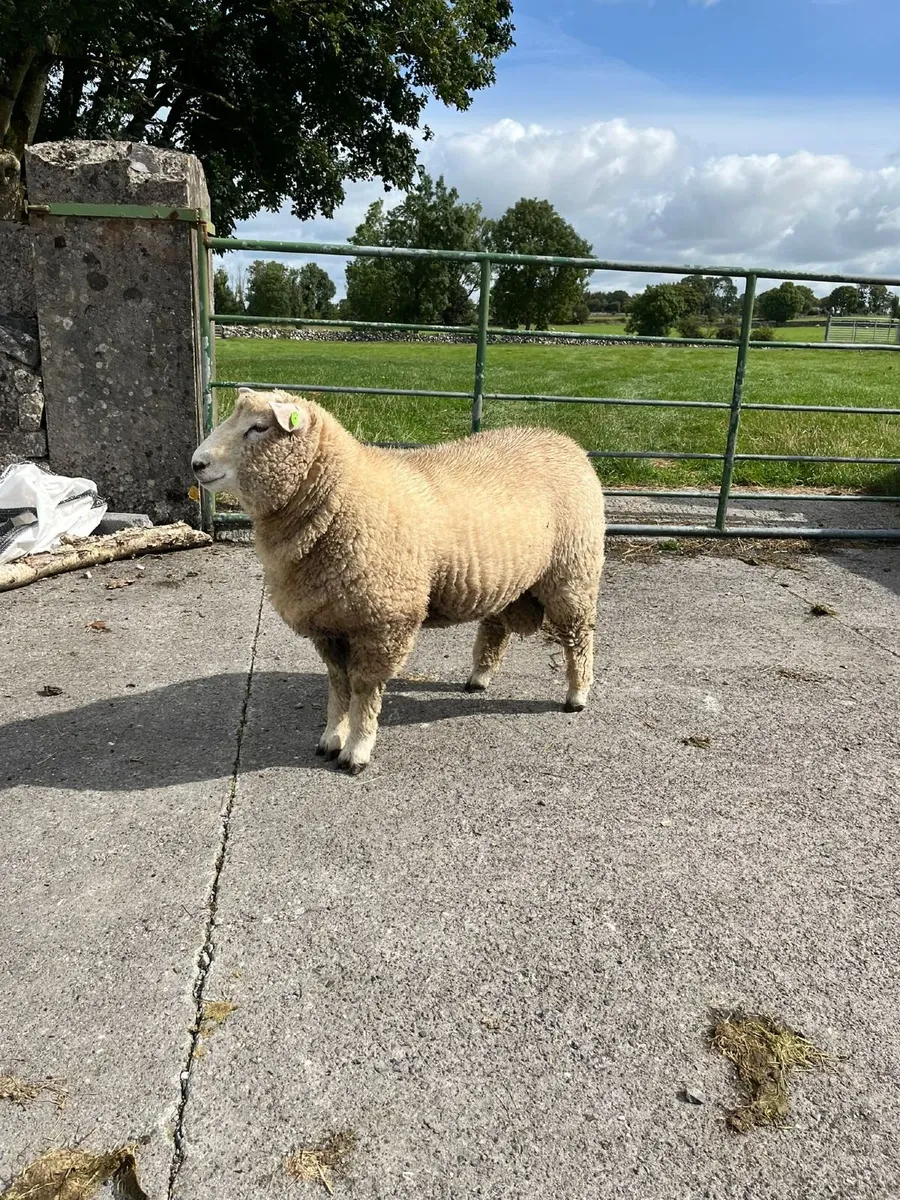 PB Registered Galway Ram Lamb - Image 3