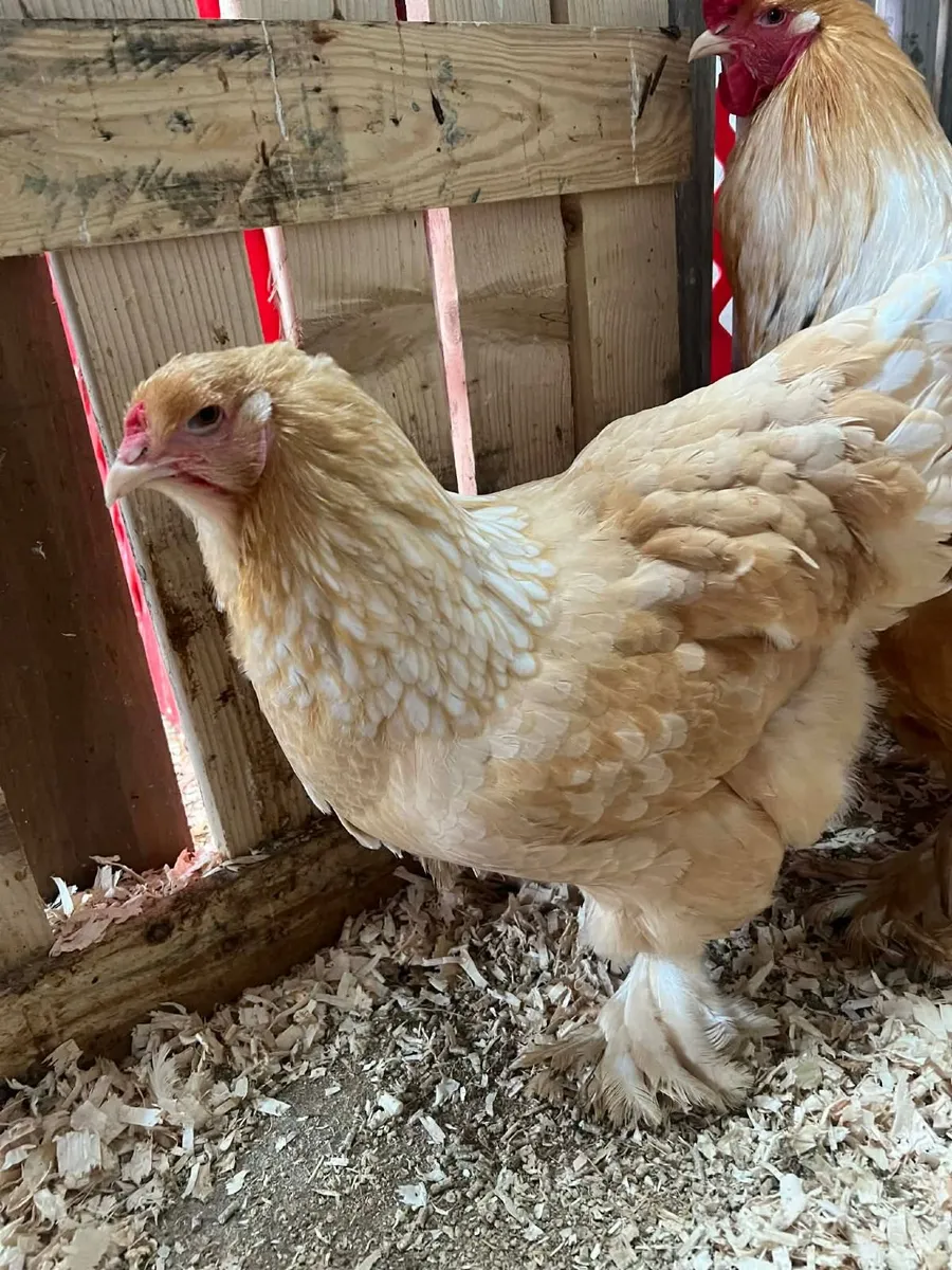 Poultry - Image 1