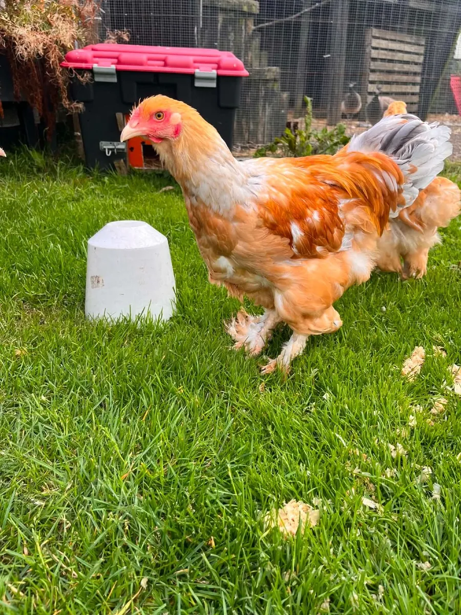 Poultry - Image 2